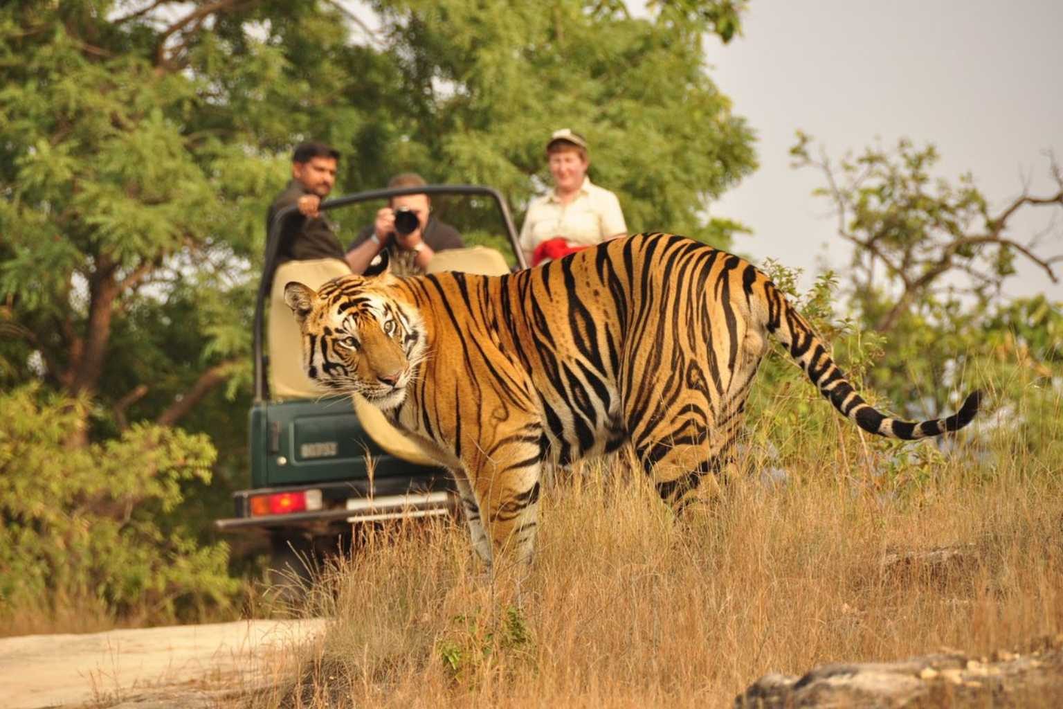 Jim Corbett Wildlife