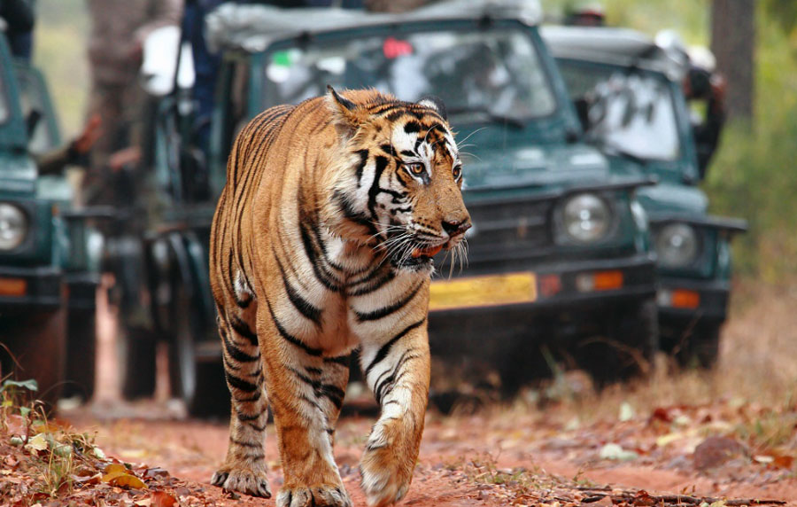 Ranthambore-Holiday-Tour dmholidays.in